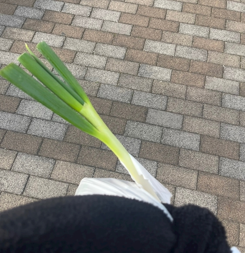 へべれけ酔拳あや