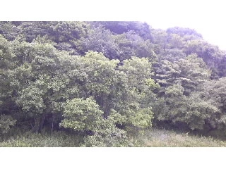 セリカ