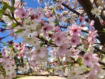 中野 かな