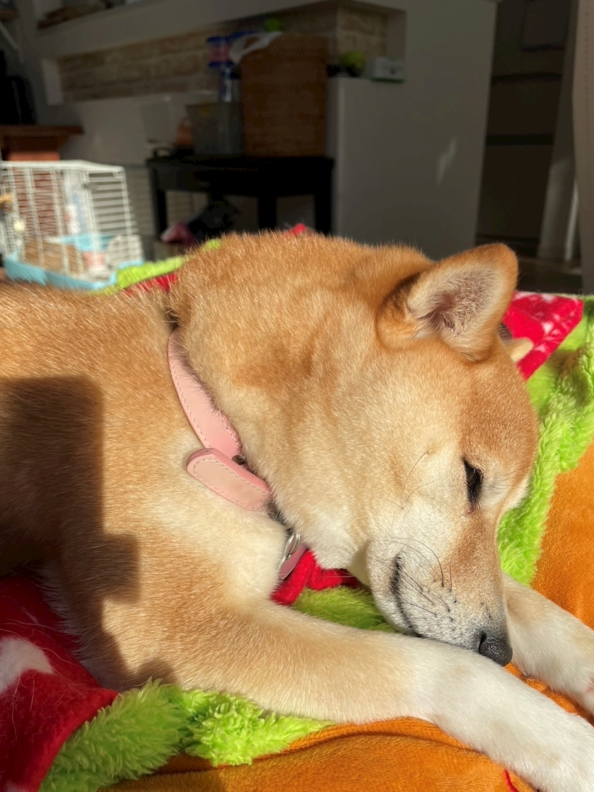 ツンデレかなの