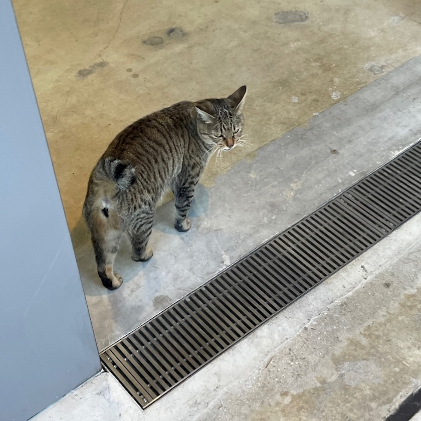 五条 はるな