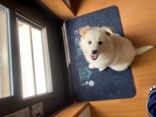 京 さゆみ