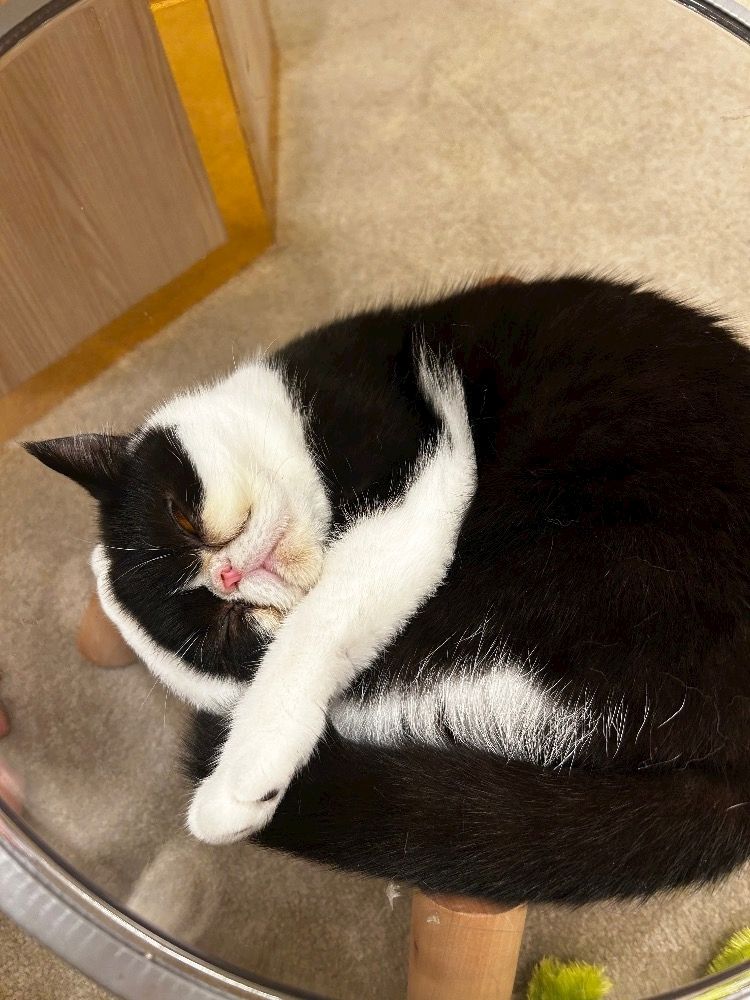 かんな