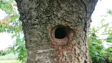 白石 愛莉