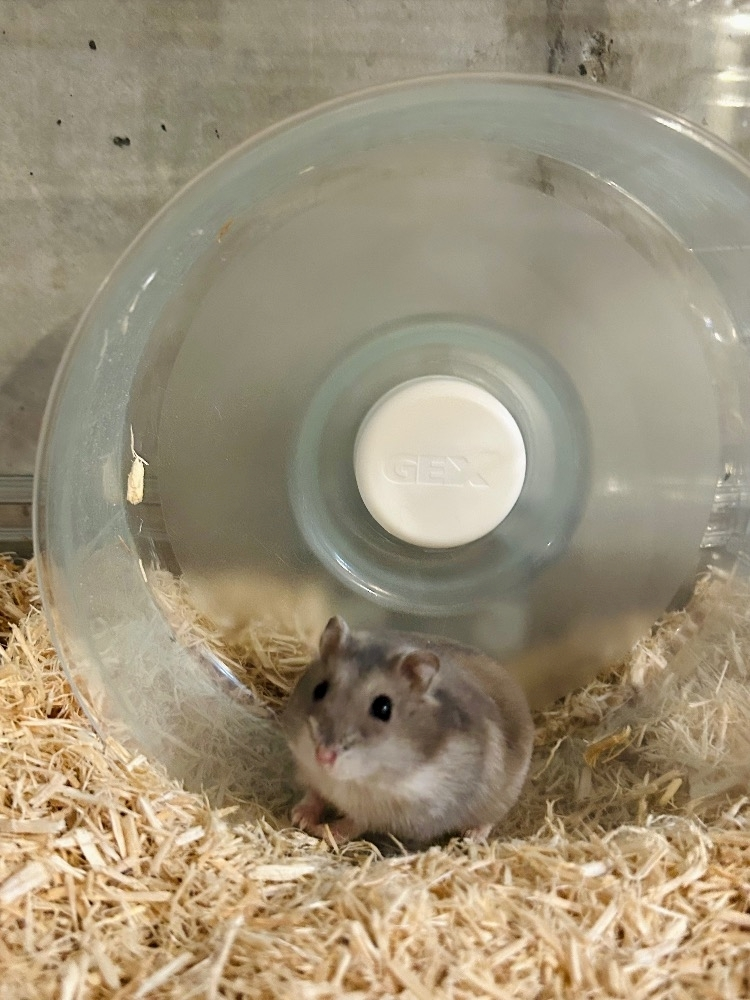 ゆな