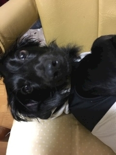 りえ