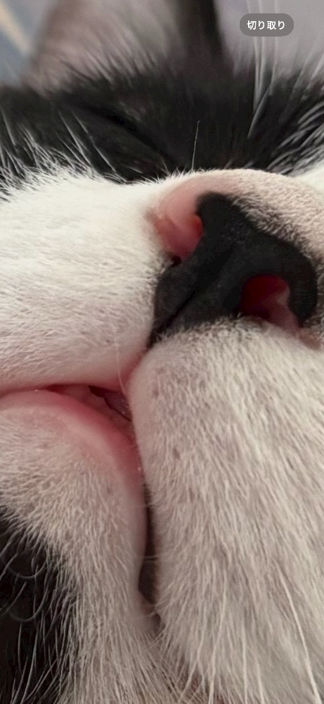 サキ
