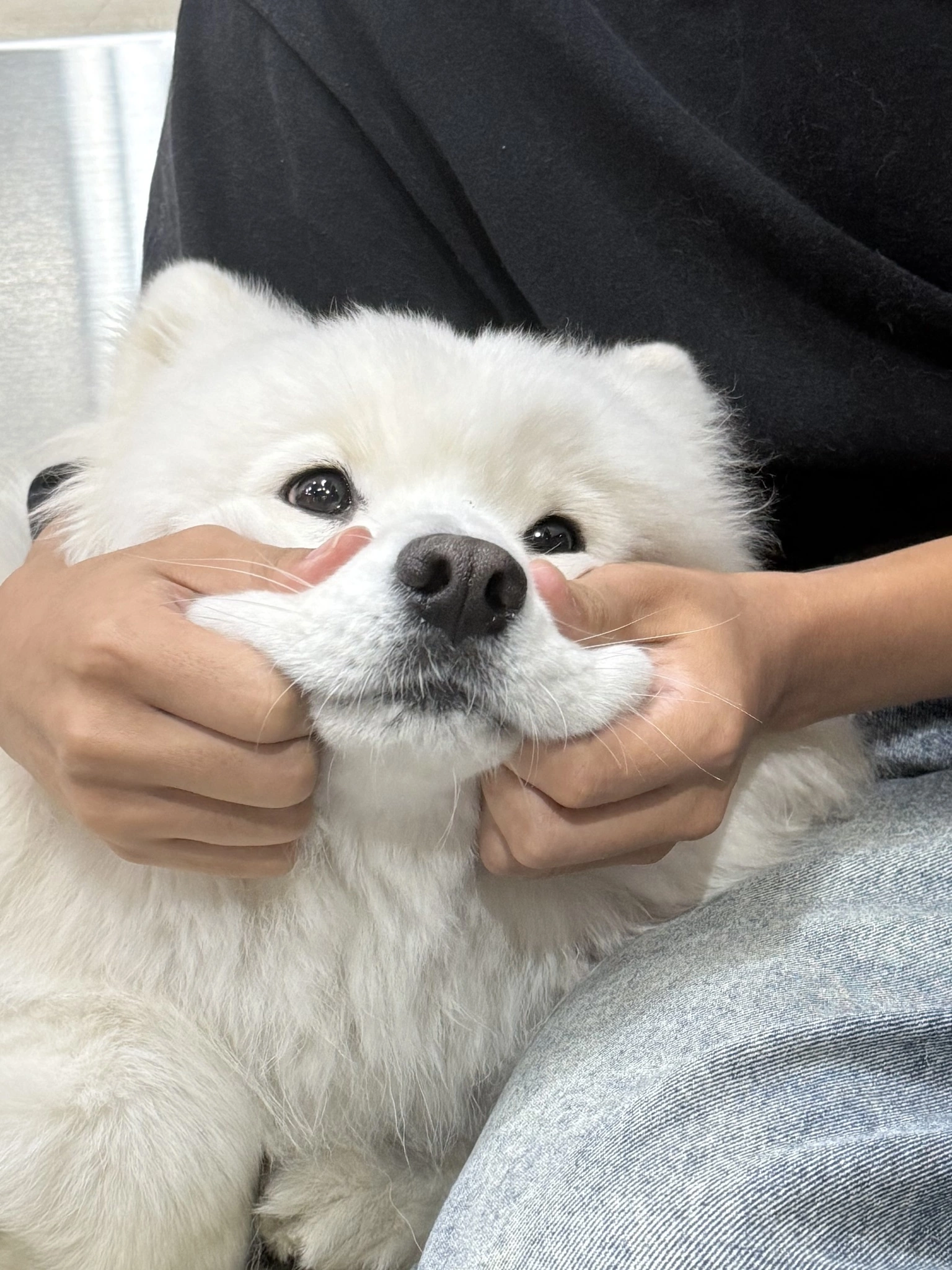 かほ