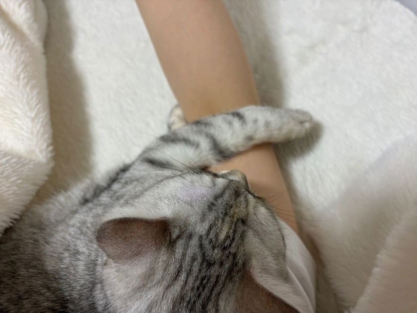 佐倉 里緒