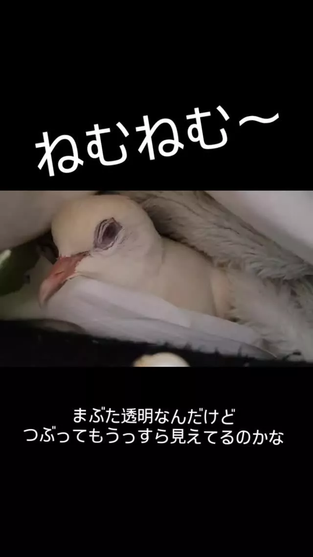 レイラ