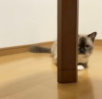 甘眠冠  しの