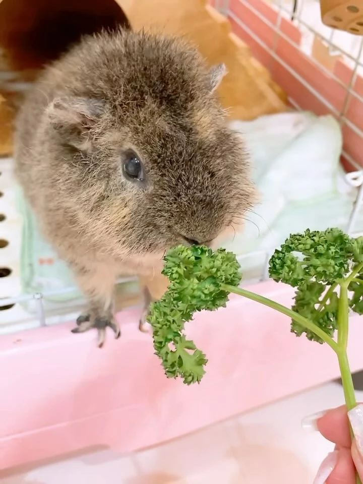 お茶の水うらん