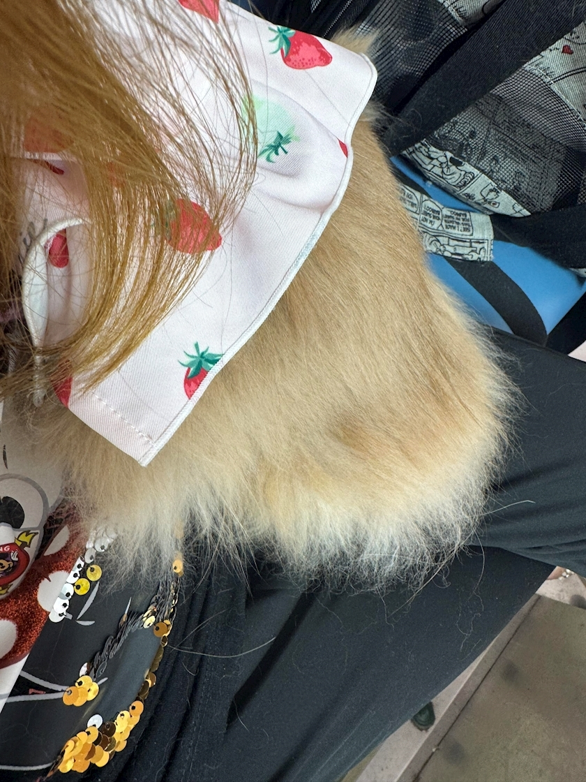 アリス