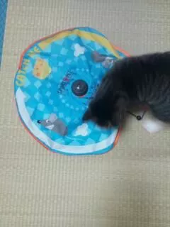 愛羽 仁美