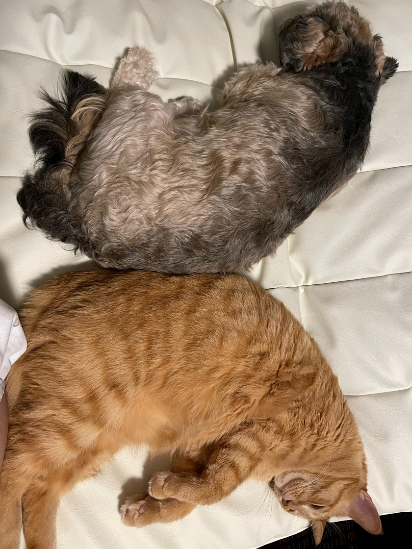 水城 百合