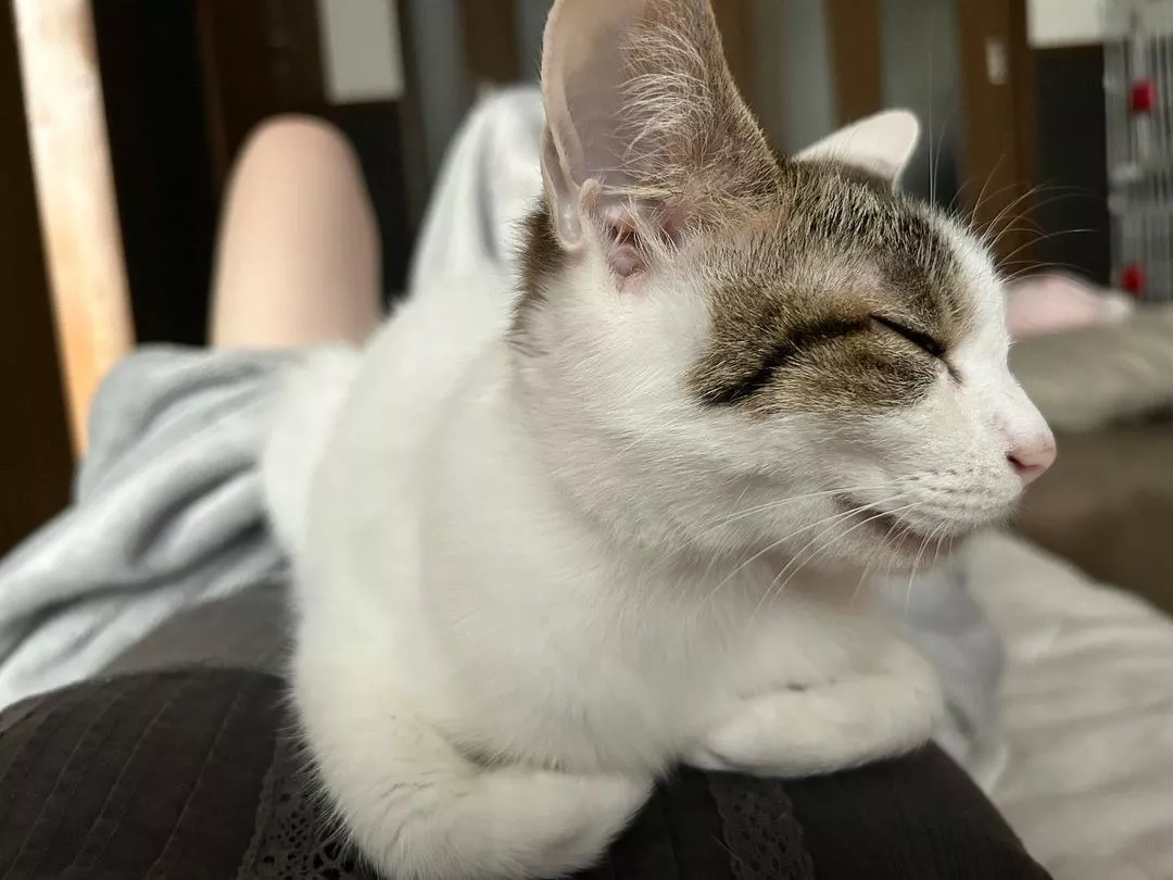 しおん