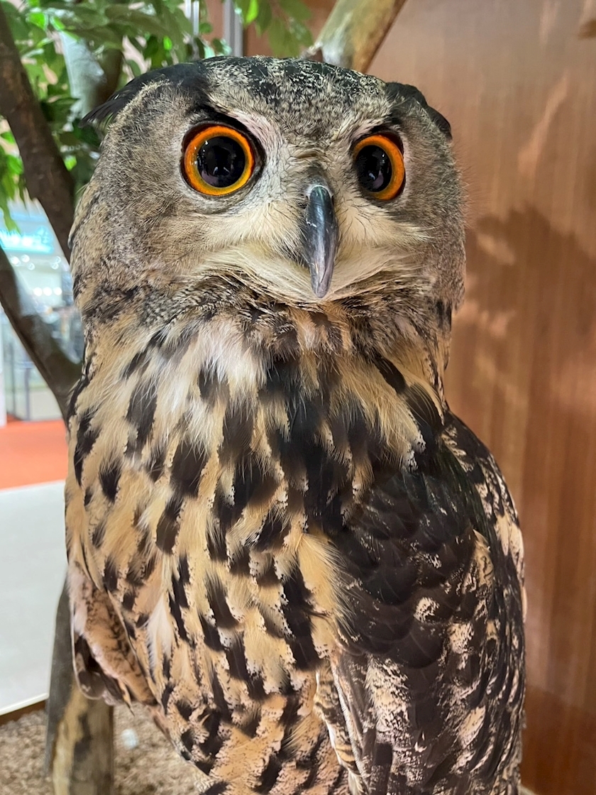 氷茉莉 なな