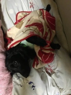 りえ