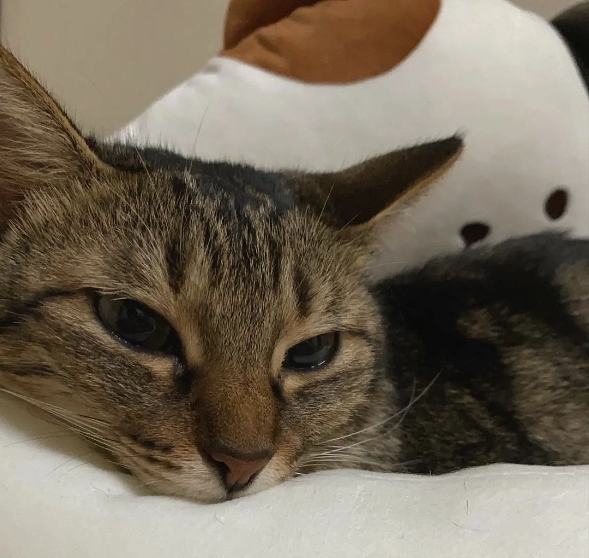 あやね