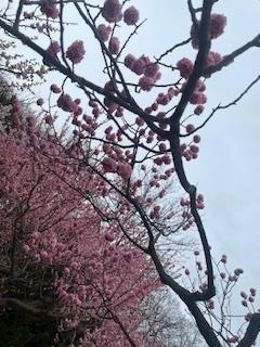 成海 まお