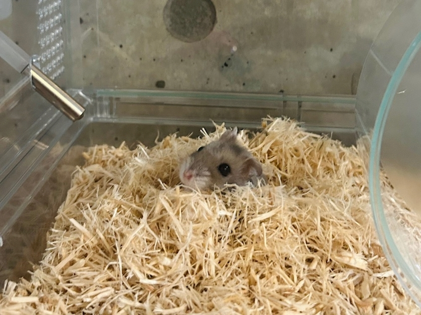 ゆな