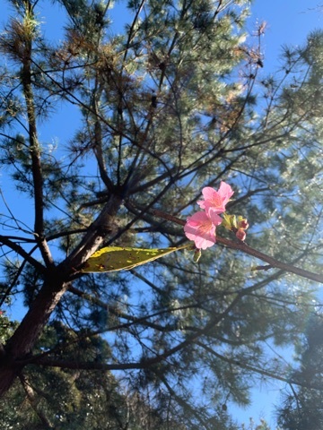 橘 美桜