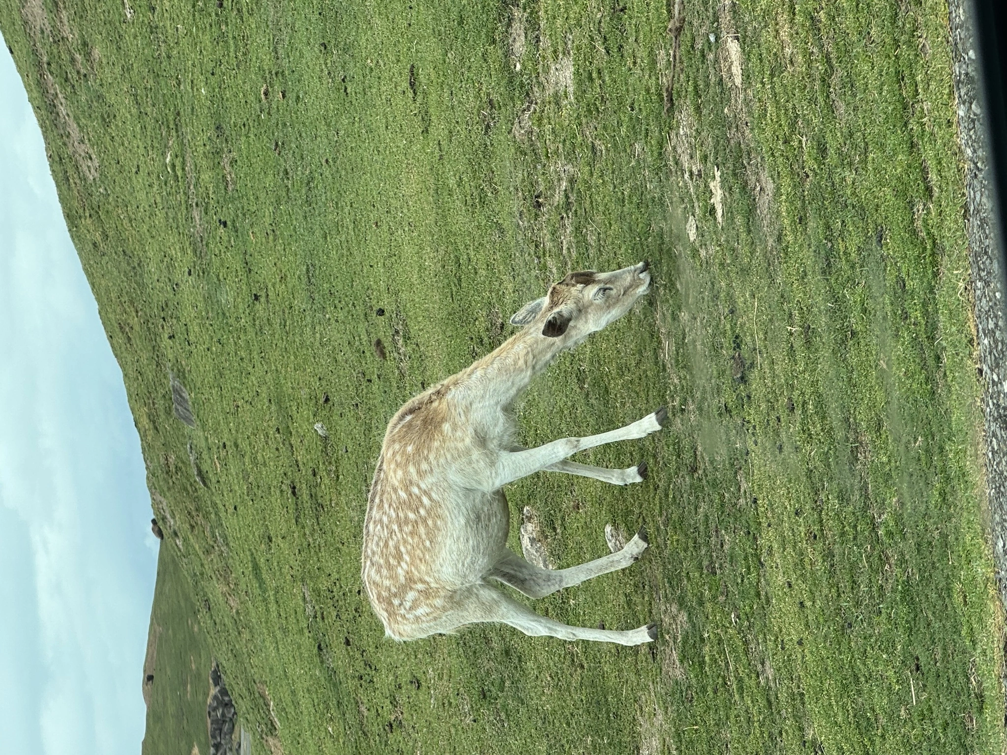 にこる
