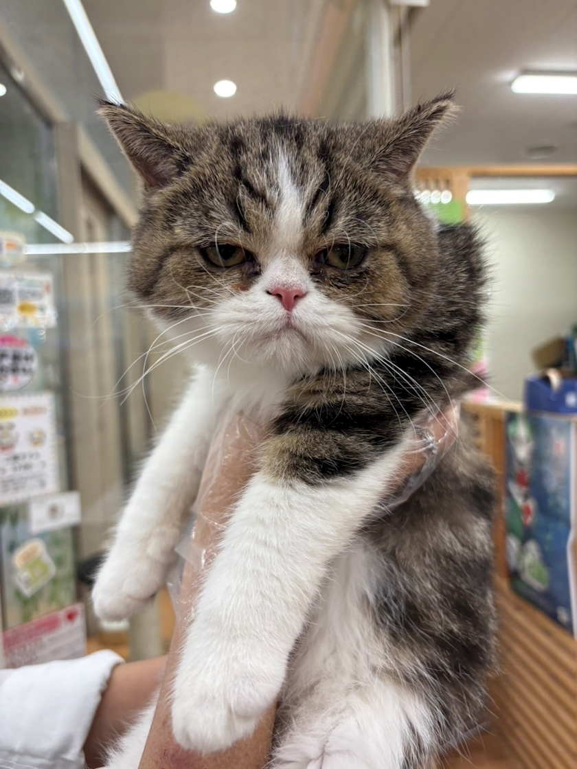 のぞみ