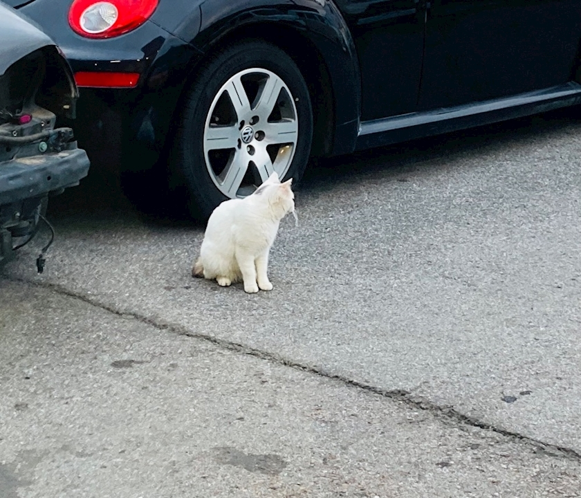 甘眠冠  しの