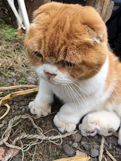 神崎 星奈