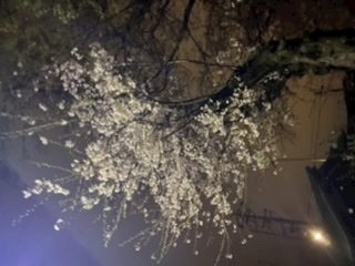 京 さゆみ