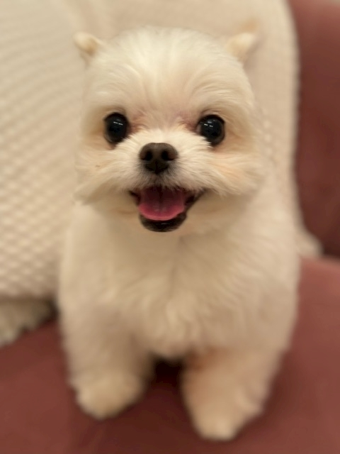 涼風 あき