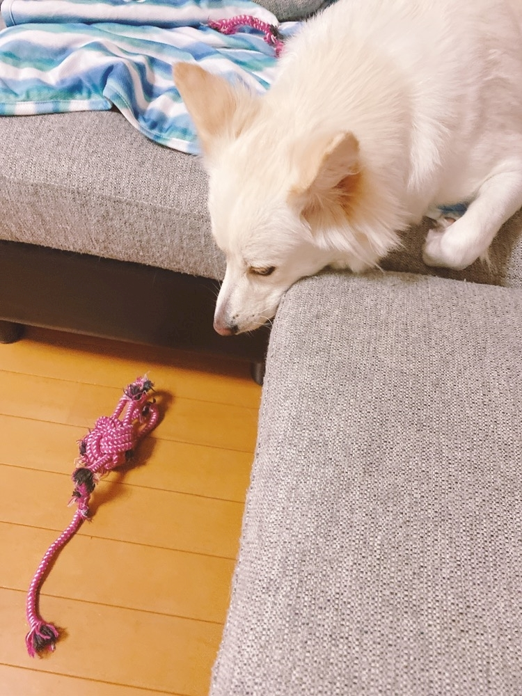 京 さゆみ