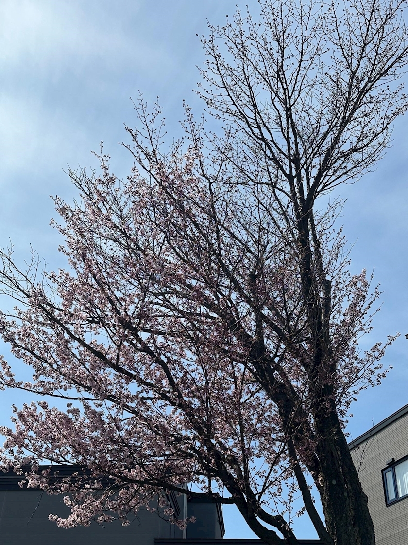 綾瀬 セナ