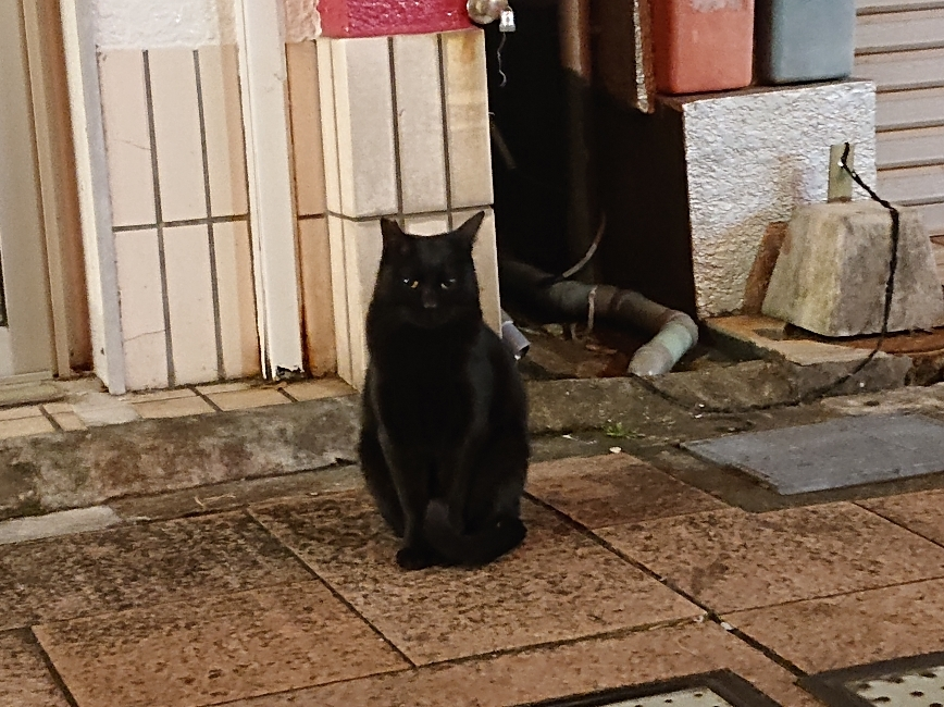 五条 椿