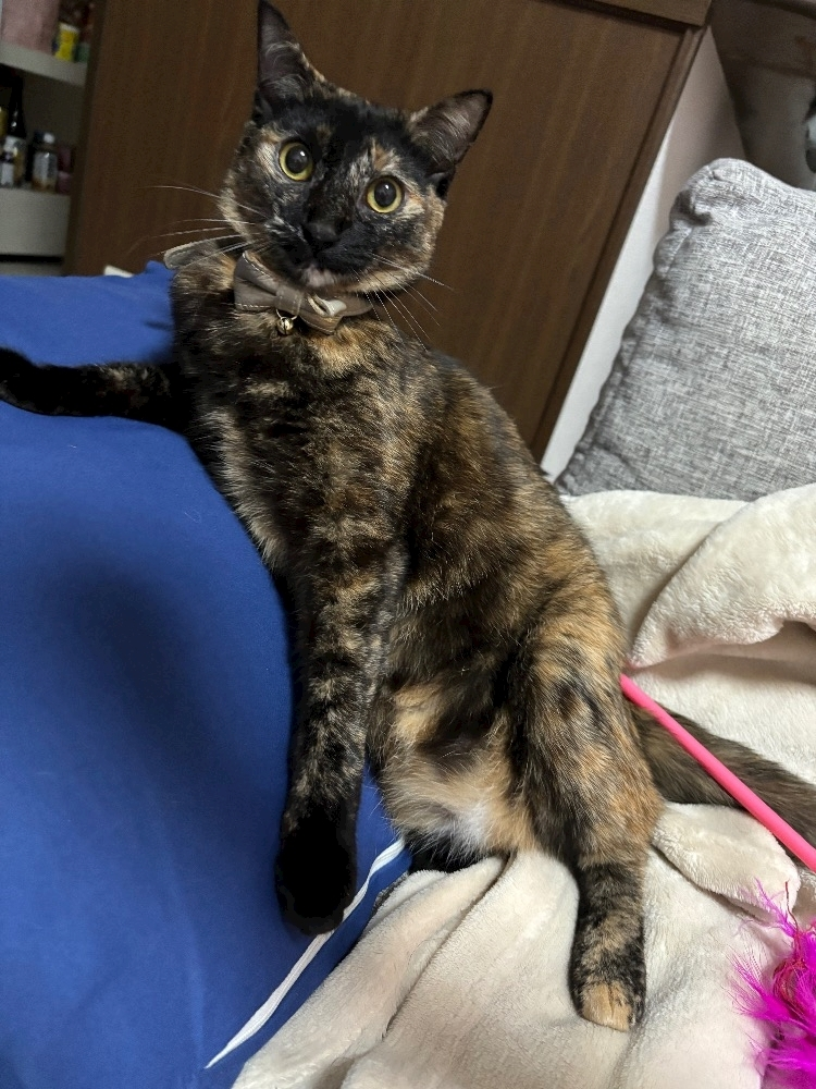 藤花 ゆの