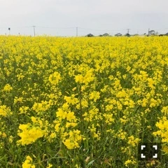 美咲