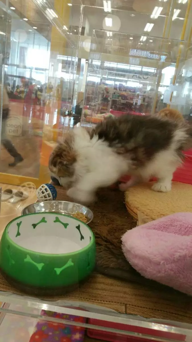一条 まい