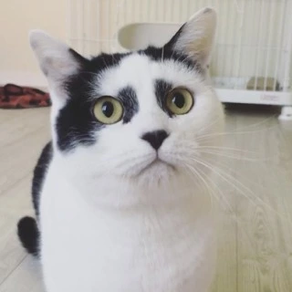 五条 椿