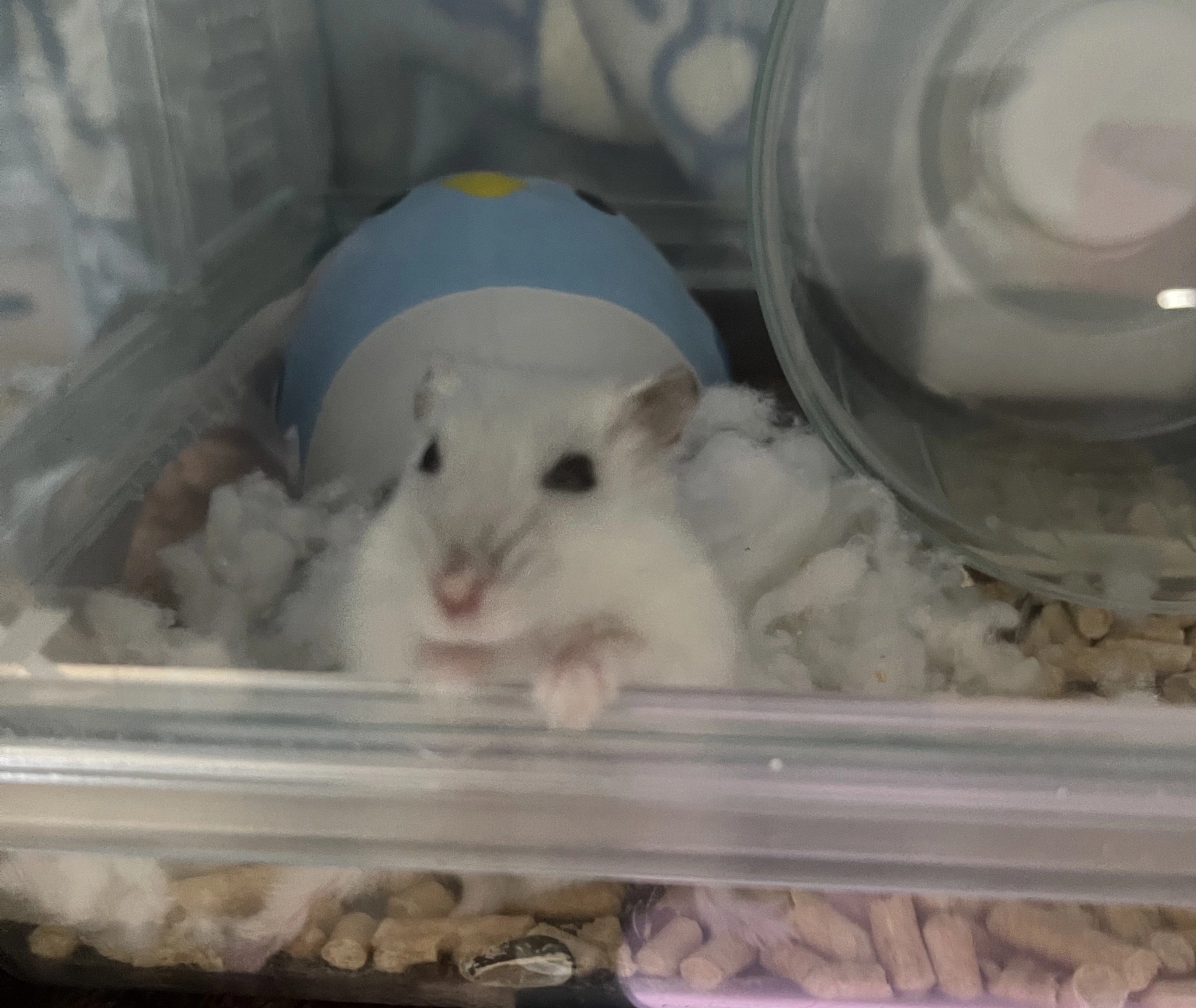 まゆ