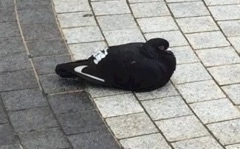 りえ