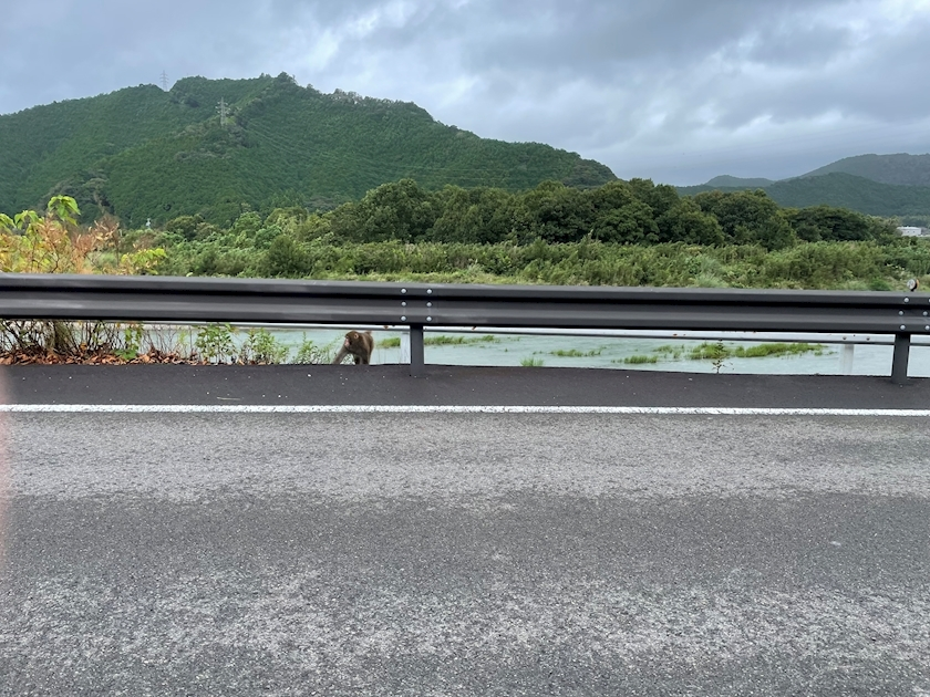朝倉 しおり