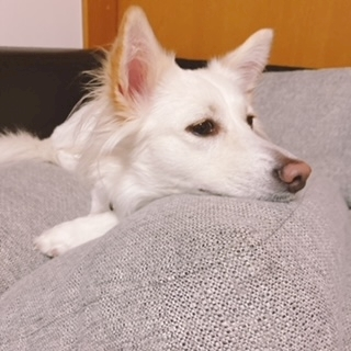 京 さゆみ