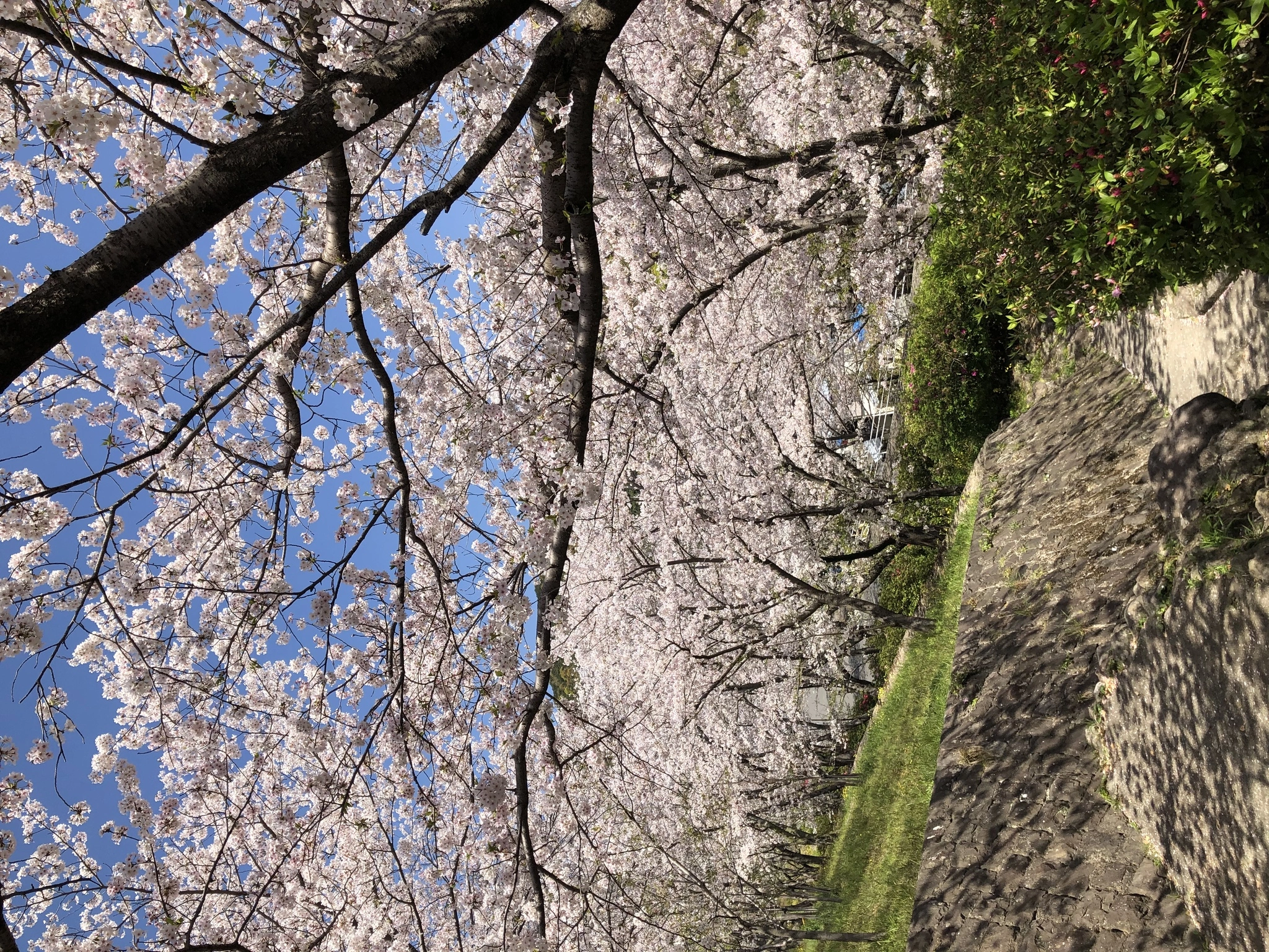 藤本 祐子ママ