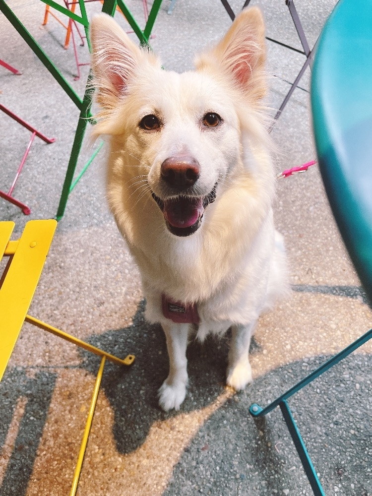 京 さゆみ