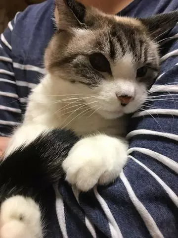 紫月 あやか