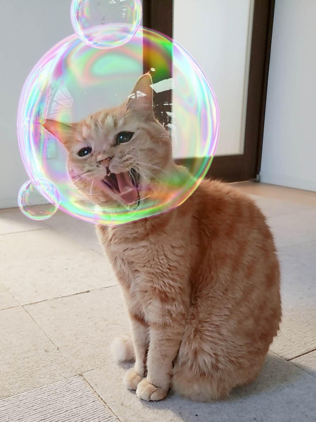 もも