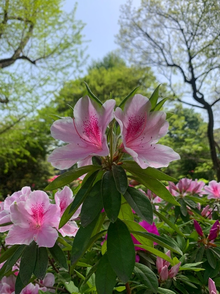 はづき