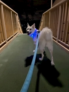 京 さゆみ