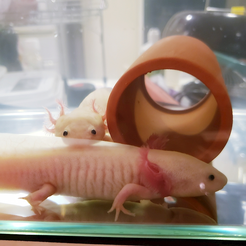 ミカ